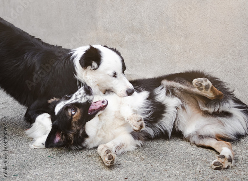 Photography Two border collie dogs fighting with aggressive. Dog breeds