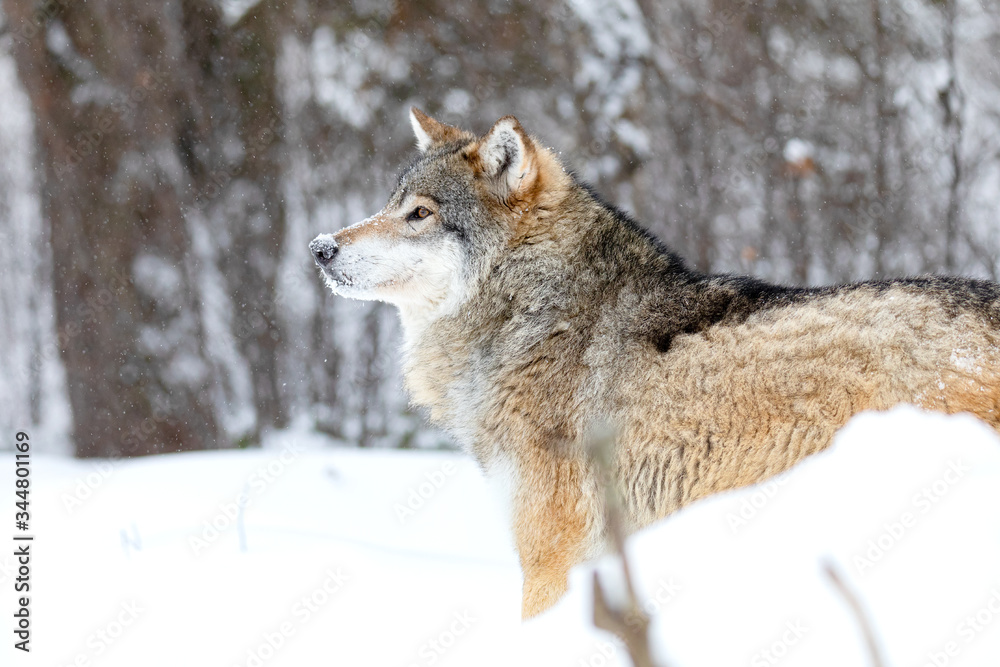 Close-up of focused alpha male wolf in the snow in beautiful winter forest