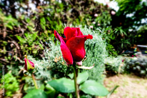 Elegant red silky rose in the spanish garden