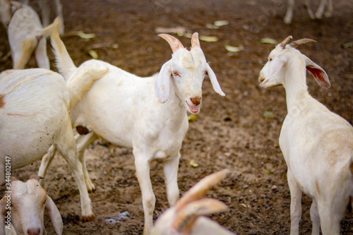 The flock of domestic goats risen for its milk.