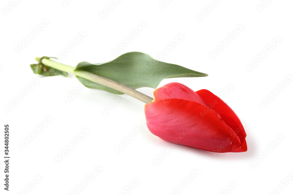 Red tulip isolated on white Red tulip isolated on white