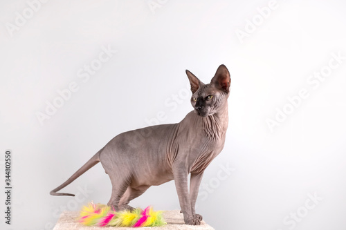 Portrait of a pretty sphinx indoors, bald cat, the cat is on a scratching post, full body, on a white background, with space for copy, focus on eye