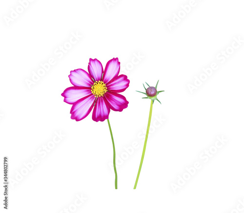 Mexican aster blooming and cosmos flowers bud  isolated on white background   clipping path macro