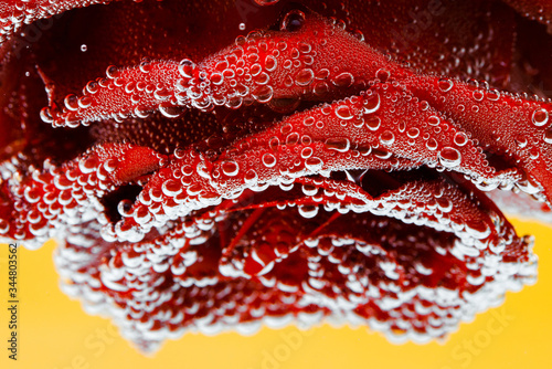 Red rose with dew drops on a yellow background. Preparation of postcards