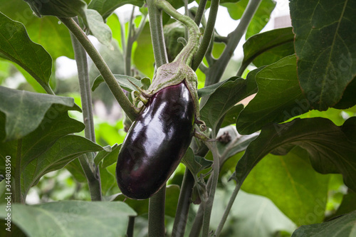 Growing the eggplants (aubergine)