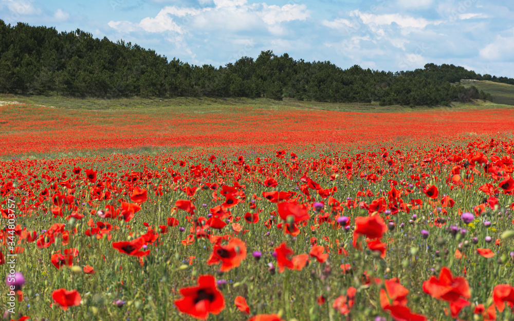 Obraz premium Poppy field in Crimea, Beautiful landscape with a poppy field, bright scarlet flowers in nature, spring landscape with flowers