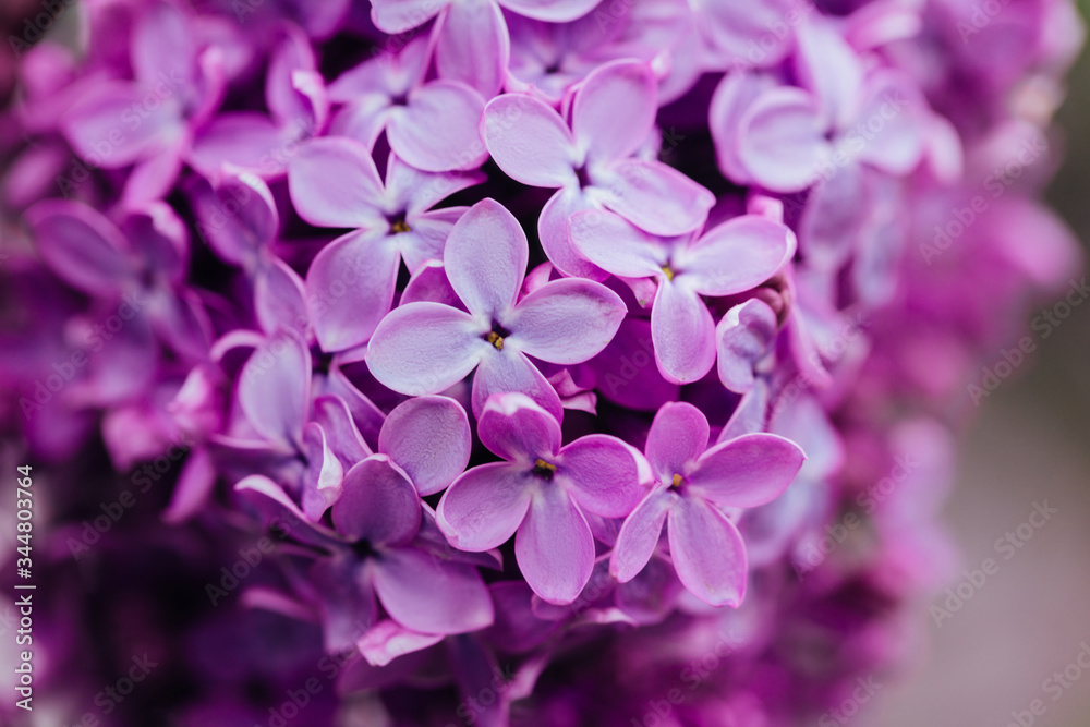 Spring flowering lilac. Macro shot of lilac flowers. Spring flowering lilac. Macro shot of lilac flowers.