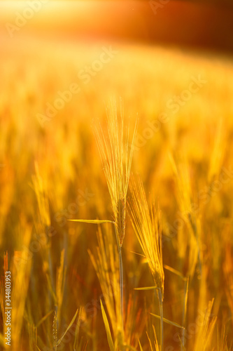 Ripe wheat on the field at sunset