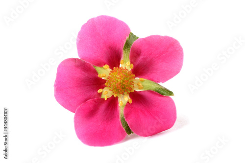 Pink strawberry flower isolated on white background