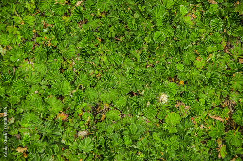 Close up of typical andean grass, in the top of the Pichincha mountain in Quito, Ecuador