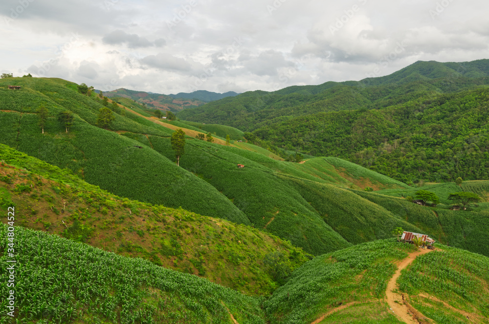 Landscape of Mountain corn in Phrae province northern region of Thailand