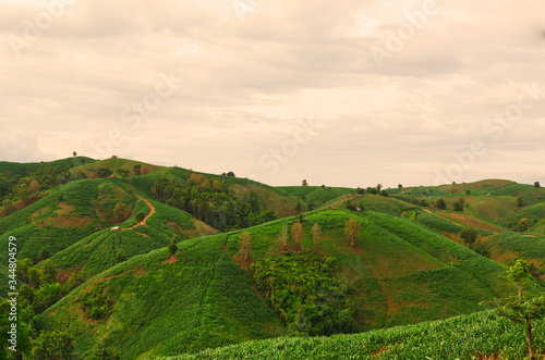 Fototapeta Naklejka Na Ścianę i Meble -  Landscape of Mountain corn in Phrae province northern region of Thailand