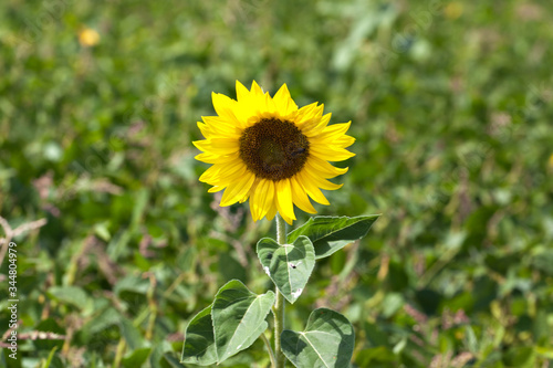 Lonely flower sunflower on green nature background