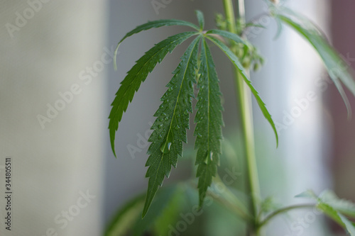 cannabis (marijuana) leaves with morning dew. A small plant of cannabis with water droplets on leaves. growing marijuana at home for medical purposes