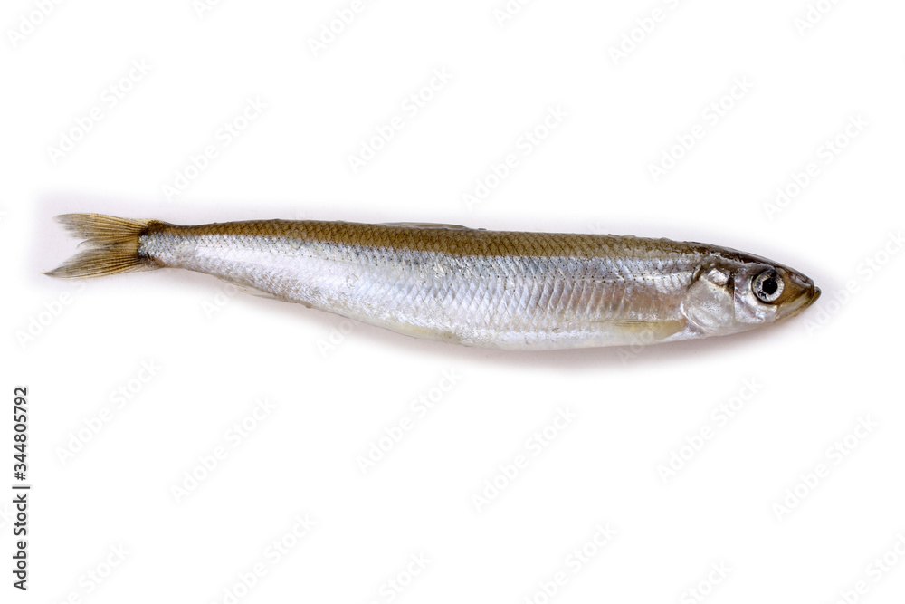 Smelt fish isolated on white Smelt fish isolated on white