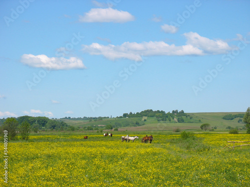 A herd of horses on a green pasture..