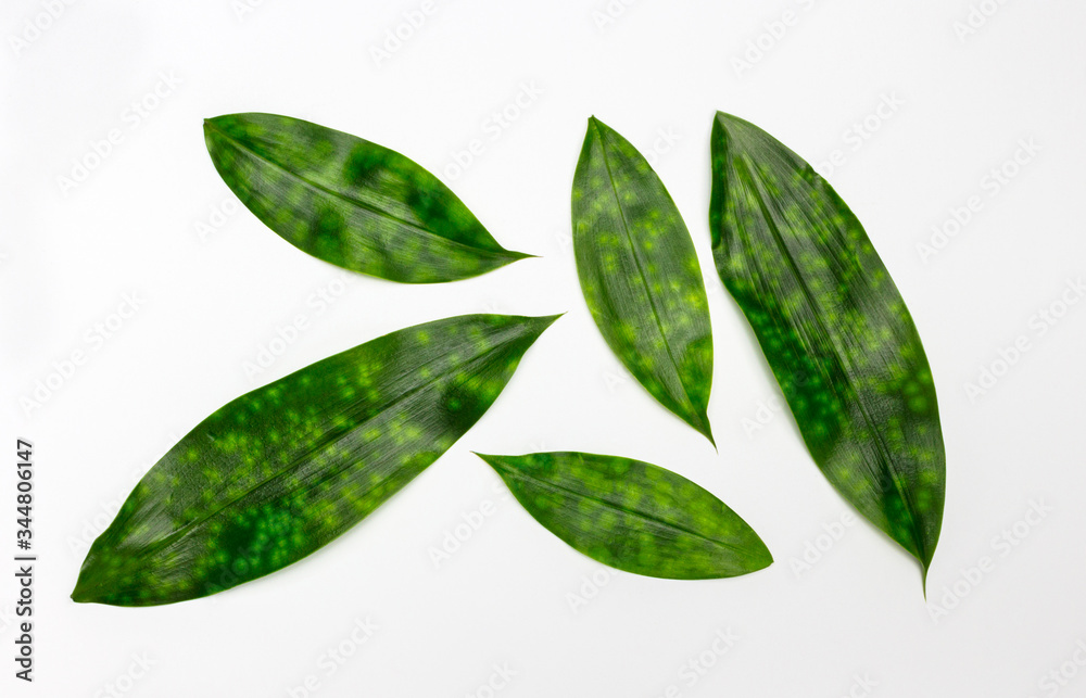 Spotted dracaena leaf on white background,nature background Spotted dracaena leaf on white background,nature background