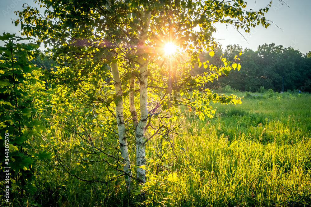 Fototapeta Sunset In Summer Birch Forest, Sunbeams through birch branches, Russia, Vladimir city, Russian Nature.