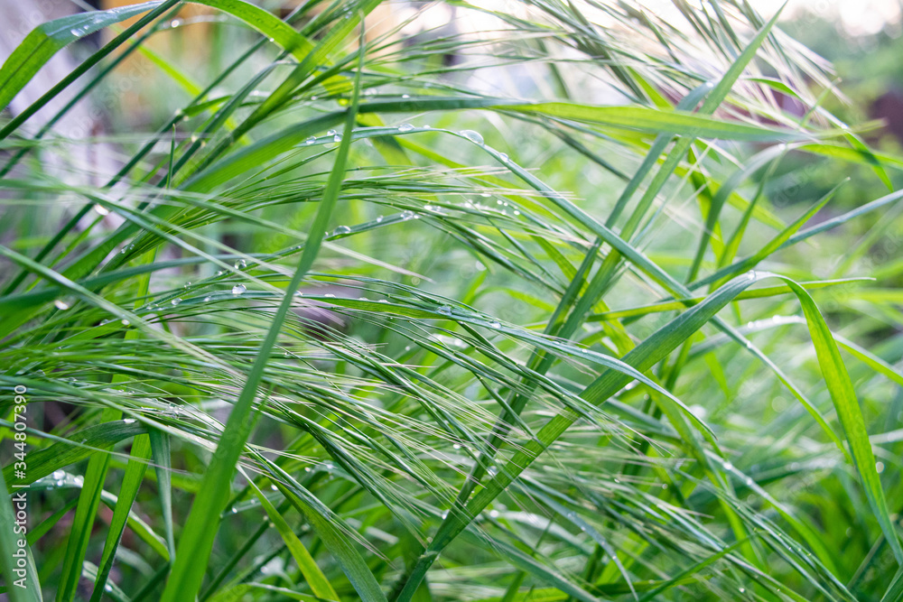 green grass in the wind after rain green grass in the wind after rain