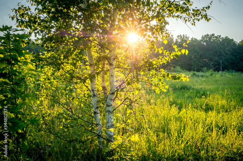 Sunset In Summer Birch Forest, Sunbeams through birch branches, Russia, Vladimir city, Russian Nature.