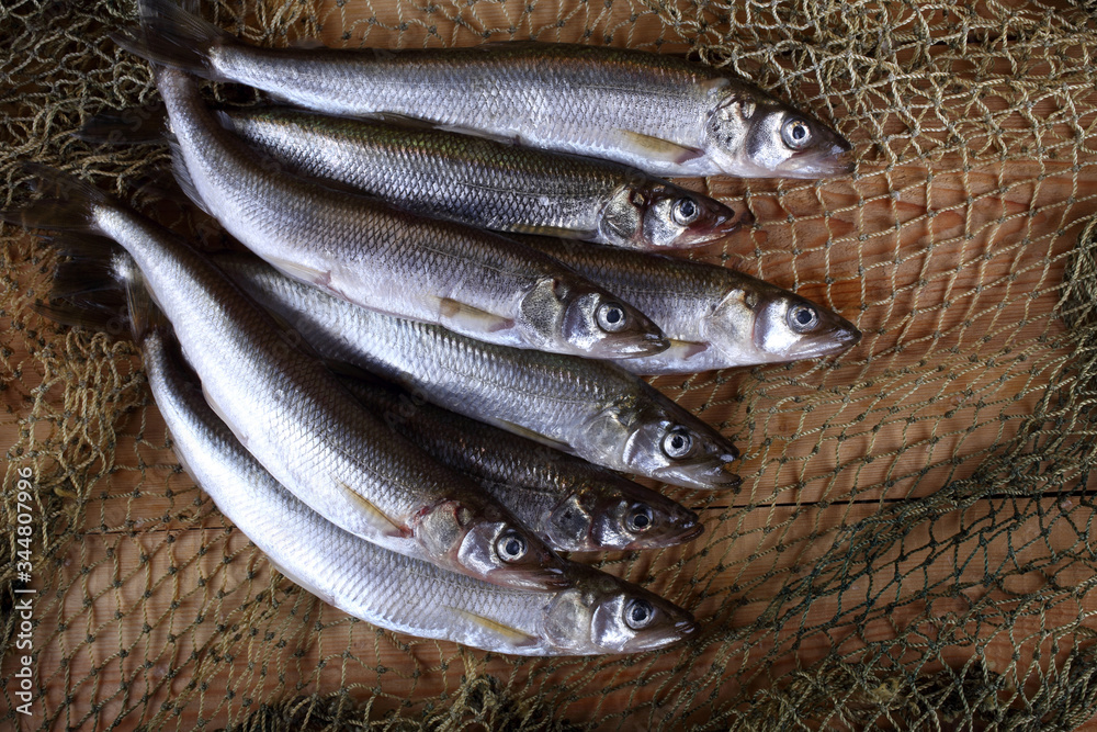 Smelt fishes on net. Pacific smelt variety Stock Photo