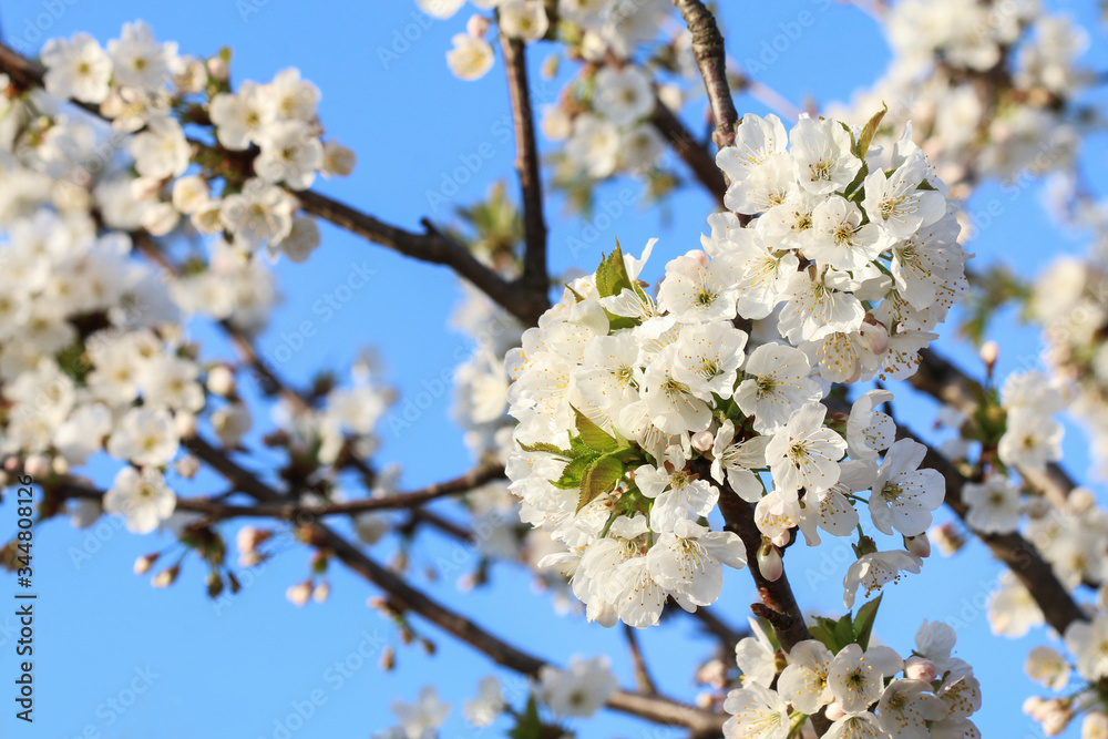 Flowering plum tree in the garden. Flowering plum tree in the garden.