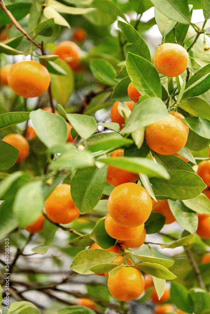 Close up of ripe ogange tangerine fruits growing on the tree