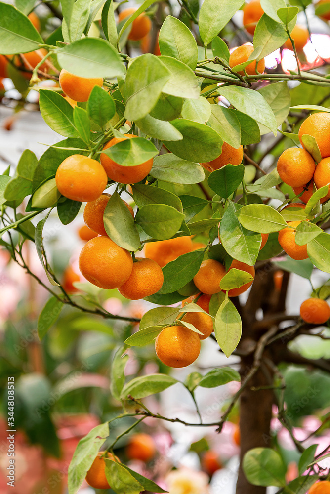 Close up of ripe orange tangerine fruits growing on the tree