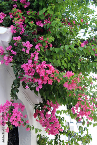 Flores rosas de buganvilla. Es una planta que pertenece a la familia Nyctaginaceae