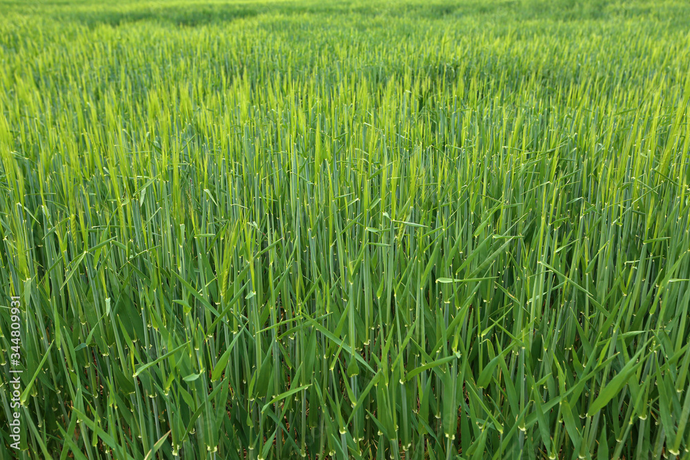 Green winter crops in the fields began to spike Green winter crops in the fields began to spike