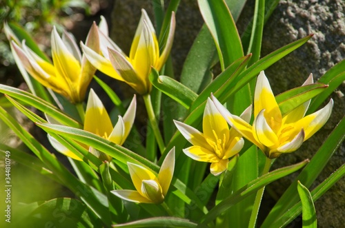 Tulipan botaniczny