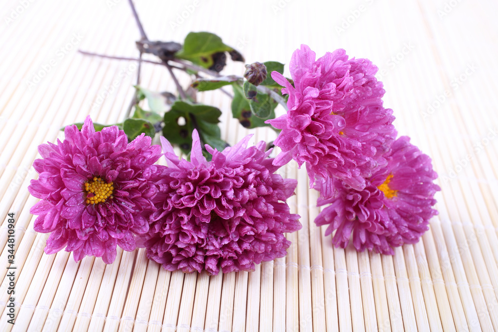 Fototapeta premium Chrysanthemum on bamboo background