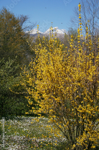 Forsythia branch with many yellow flowers on a sunny day on springtime 