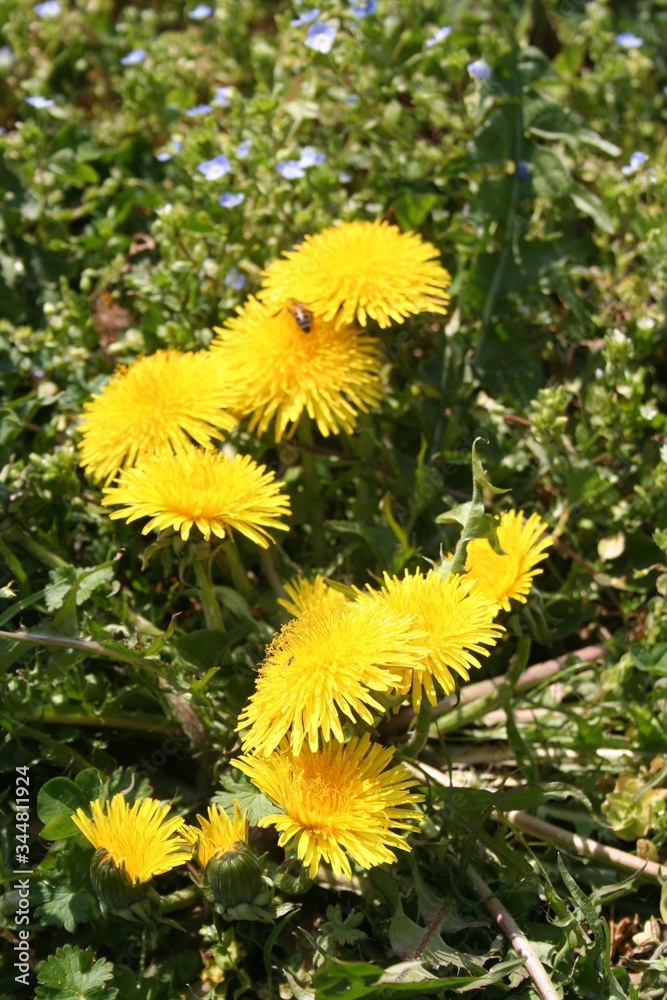 Dandelion plant with many yellow flowers in the meadow. Taraxacum officinalis on a sunny day
Dandelion plant with many yellow flowers in the meadow. Taraxacum officinalis on a sunny day