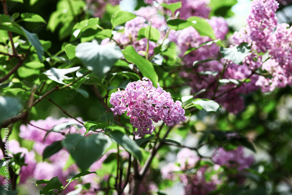 Spring blooming lilac tree flowers. Lilac blossom in spring. Spring blooming lilac tree flowers. Lilac blossom in spring.