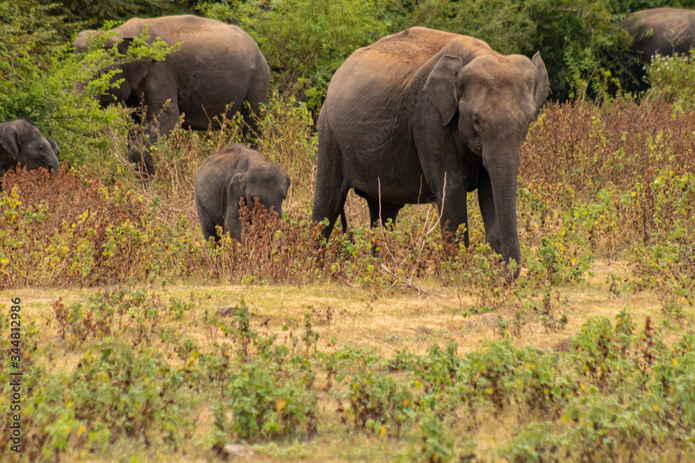 elephant elephant