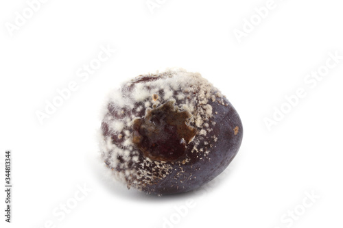 Canvastavla Rotten plum