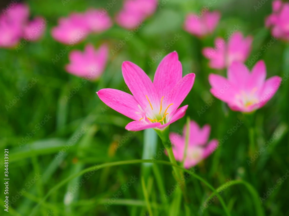 Fototapeta premium Pink Rain Lily in the rainy season