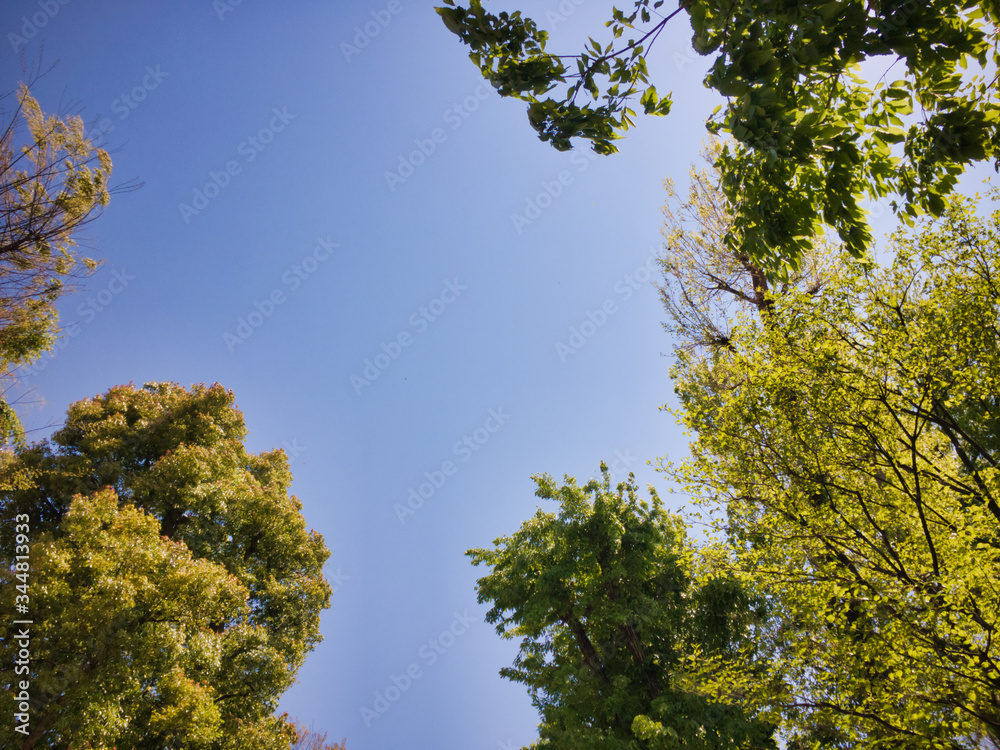 Obraz premium 2020, Spring, taken at the moment when I was surprised at the vitality of tree planting near my house.