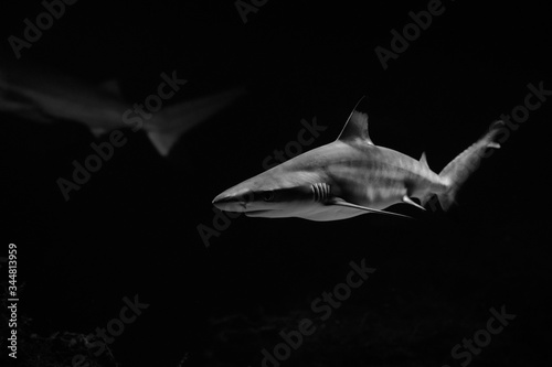 big white shark in the dark nature danger fish aquarium black and white
