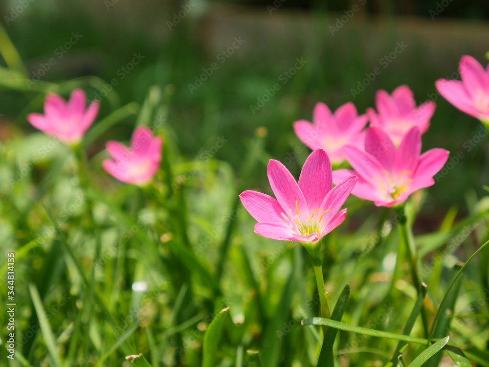 Pink Rain Lily in the rainy season