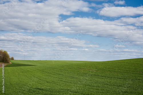 Beautiful field landscape. Countryside village rural natural background at sunny weather in spring summer. Green grass and blue sky with clouds. Nature protection concept. © Natalia
