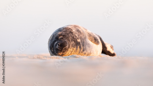 Grey seal pup lying in golden light on a beach with a pale blue background. 