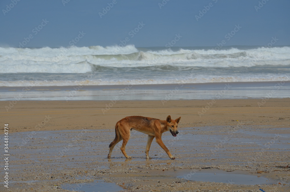 Dingo on the beach of Fraser Island
