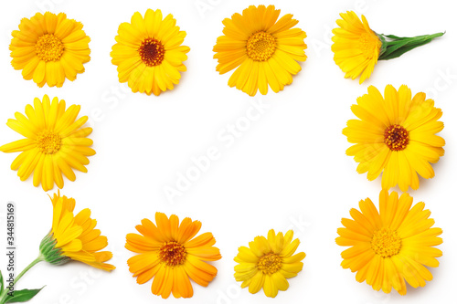 marigold flowers isolated on white background. calendula flower. top view