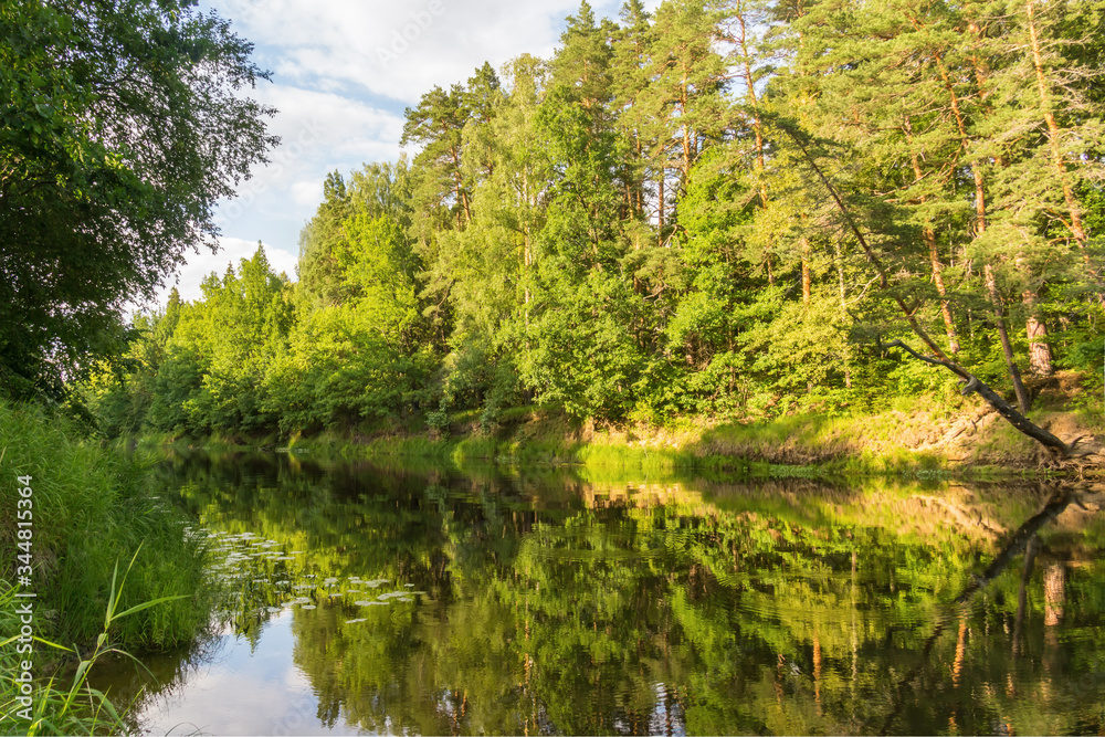 Pine trees with reflection on the banks of the Kerzhenets river in summer Pine trees with reflection on the banks of the Kerzhenets river in summer