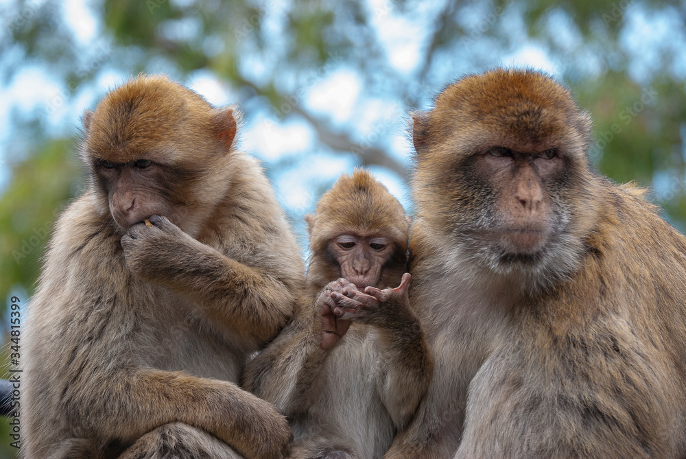 Barbary Macaques (Macaca sylvanus) in Gibraltar