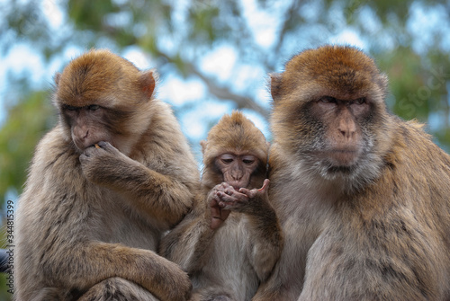 Barbary Macaques (Macaca sylvanus) in Gibraltar © Rob