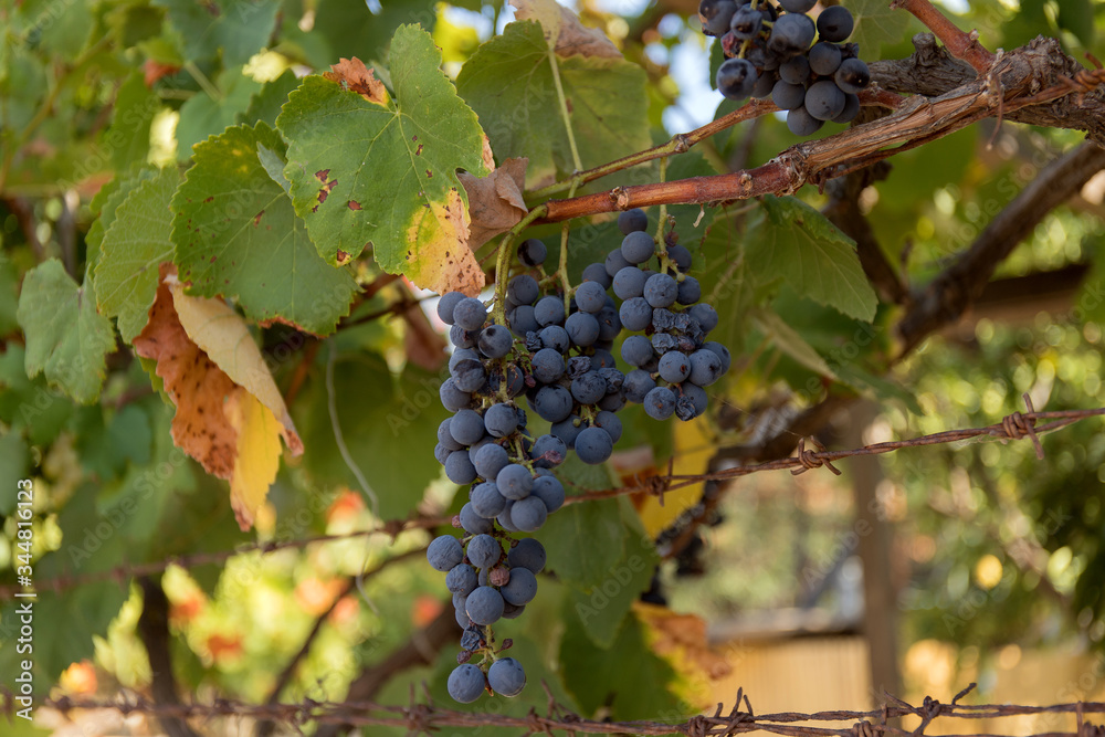 Bunch of grapes