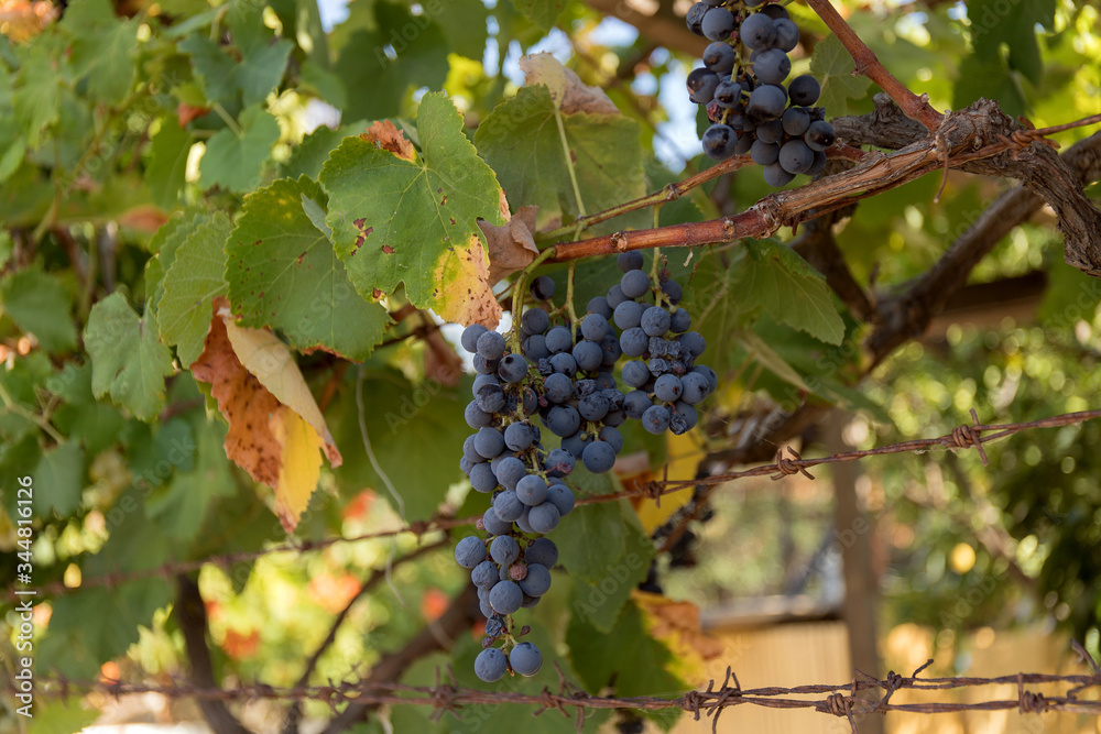 Bunch of grapes